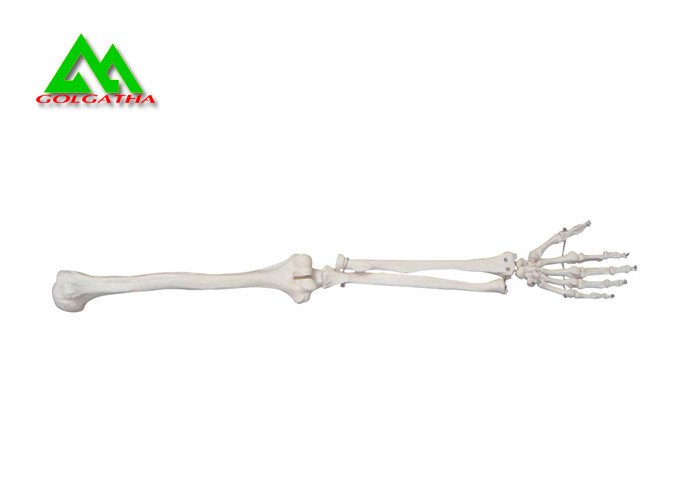 Arm And Leg Bone Medical Teaching Models Water Resistant Lightweight Manufactures