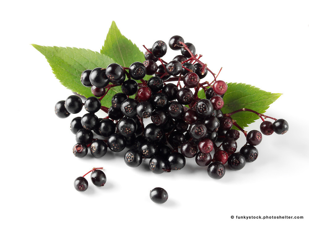  Pure Elderberry Fruit Extract Powder Anthocyanidins 15% Promote Blood Circulation Manufactures