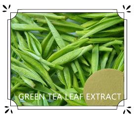 China GREEN TEA LEAF EXTRACT on sale