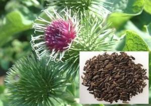 China Arctium Extract, Arctiin 40% HPLC, anti bacterial, Kudzu Root extract, Puerarin 98%, Chinese supplier  TCM Extract, hot on sale