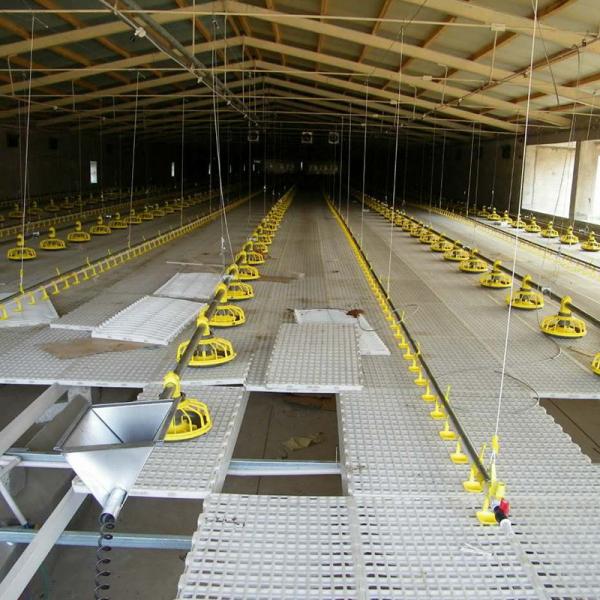 12 Birds 60HZ Poultry Farm Feeding System