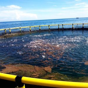 China Anti Wave Wind Current HDPE Pipe Cage Floating for Fish Farm 200mm/250mm/315mm/350mm/400mm Floating Pipe Diameter 10m 50m on sale