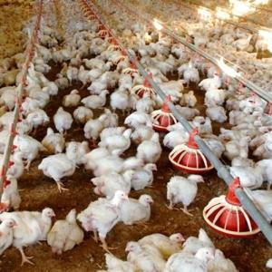 China Automatic Chicken House Broiler Poultry Farm Equipment on sale