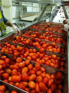  800g/Tin Concentrated Tomato Processing Line Can Package Manufactures
