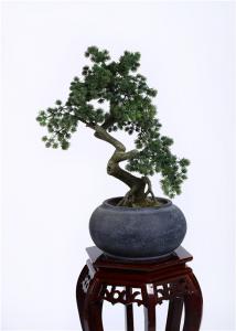  Waterproof Bonsai Pine Tree Strong UV Resistance Podocarpus Macrophyllus Manufactures