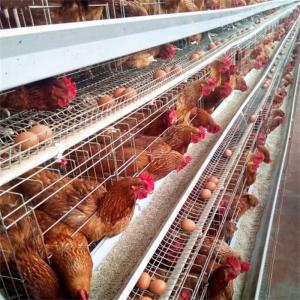 China 160 Birds Layer Chicken Steel Cage Poultry Farm Equipment Q235 Wire 1.95m Galvanized on sale