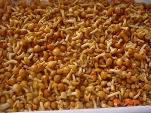  IQF New Crop  Frozen Fruits And Vegetables Forest Nameko Mushroom Whole Part ABC Manufactures