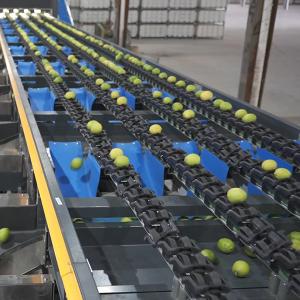  Automatic PLC Control Fruit Sorting Machine For Lemons Sorting Manufactures