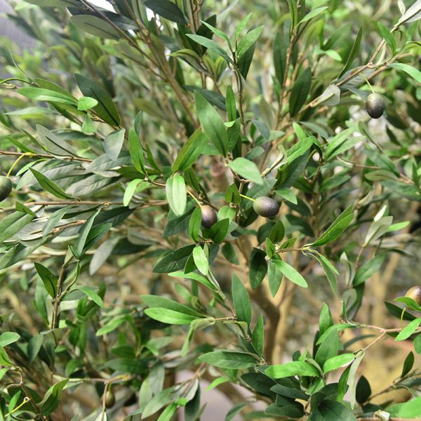7ft 8ft or customized height most realistic large faux olive tree for indoor hotel lobby and outdoor (uv resistant)_
