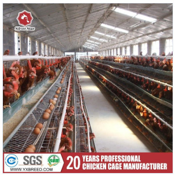 Quality Breeding Equipment Customized Multi Layer Chicken Cage European 54 Chickens for sale