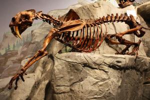  Full Size Fiberglass Dinosaur Fossil Model , Life Like Complete Dinosaur Bone Model Manufactures
