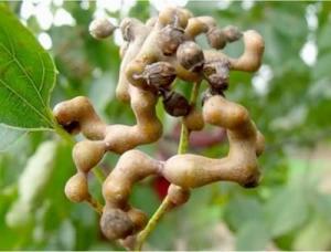  relieve alcoholism and activate the spleen Japanese Raisin Tree Seed Extract powder 10:1 Manufactures