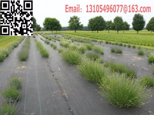 weed barrier ground cover weed mat landscape mat silt fence fabric (45).jpg