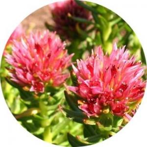 China rhodiola rosea root powder,water soluble salidroside rhodiola rosea extract,salidroside on sale