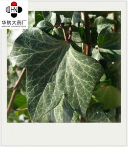  Hederagenin 40% HPLC Ivy Leaf Extract Anthelmintic Solvent Extraction Korea Registration license Manufactures