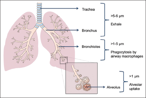Innovative Electric Portable Mesh Nebulizer Machine 1.8μm - 3.6μm Fine Particles