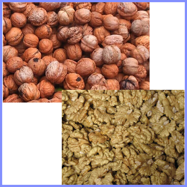 Walnut sheller , walnut shelling machine