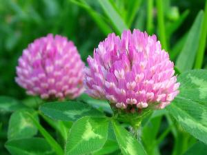 China Cas. no.: 85085-25-2 Red Clover Extract  total Isoflavones,formononetin,biochanin a on sale