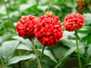 China Rhodiola Rosea extract Salidroside 1%-5% herbal extract , Rosavins 2%-5%, natural ingredient for cosmetic, food, pharma on sale