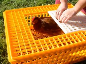  Live 12.25 Inch PE Duck Transport Crates For Chickens Manufactures