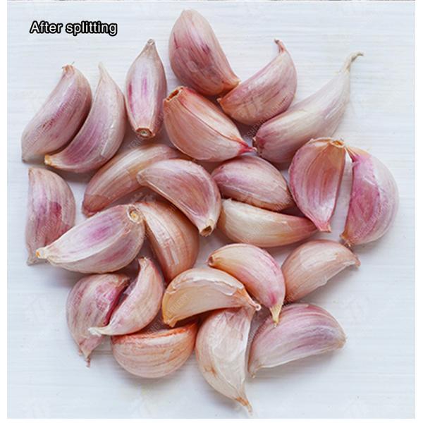 Garlic splitting machine minced garlic processing production Line