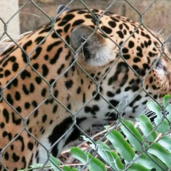 3mm Stainless Steel Wire Rope Netting Flexible Metal Ferrule Zoo Mesh