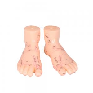 China 20CM Chinese Medicine Foot Massage Model PVC Material 13/17/19cm on sale