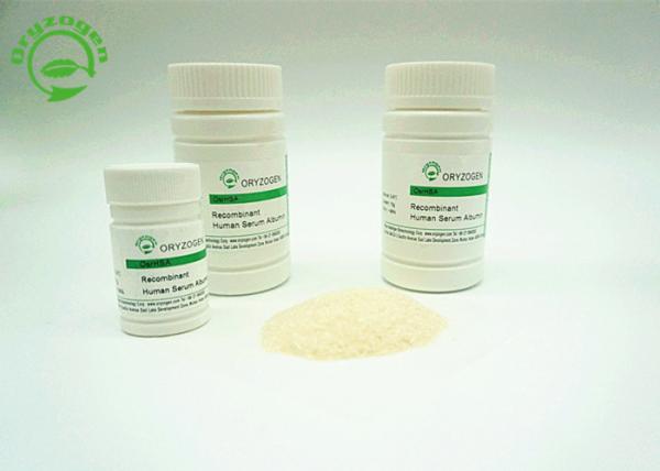 Quality ISO Certificated Recombinant Serum Albumin derived from rice has high purity for sale