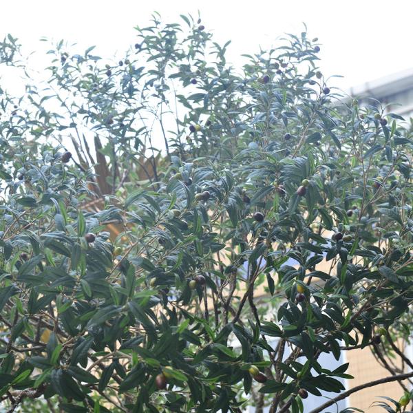Factory Priced Large Artificial Olive Tree Huge Ornamental Fiberglass Tree for Indoor Restaurants and Shopping Malls Decor
