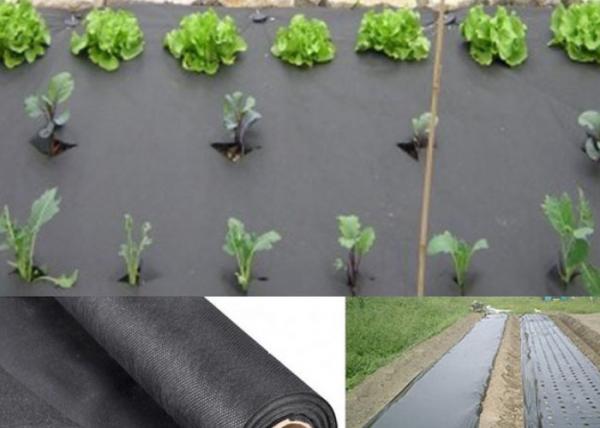 Quality Moisture PP Agriculture Non Woven Fabric For Garden Weed Control 50gsm - 70gsm for sale