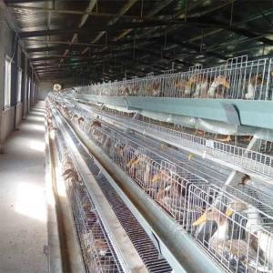 China High Quality Poultry Duck Cage , U Shape Steel Battery Duck Cage For Sale on sale