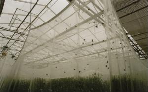  Plastic Garden Agriculture Anti Insect Netting , Plants Anti Insect Net Manufactures