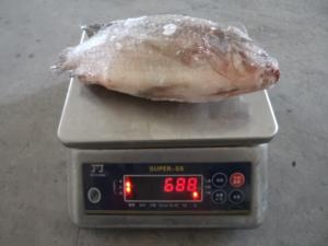 China wholesale frozen fish frozen tilapia frozen gutted and scaled tilapia on sale