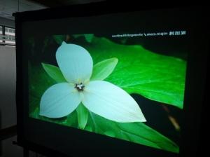  Fabric / Flexible Projection Screens Rear Grey Custom Size 50m Length Manufactures