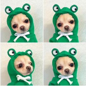  Autumn And Winter Cotton Plush Hooded Sweater For Pet Manufactures