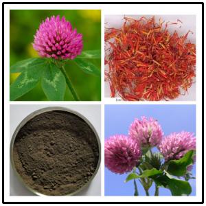China Red Clover Extract,soflavones 8% 20% 40%,CAS No.:491-80-5 on sale