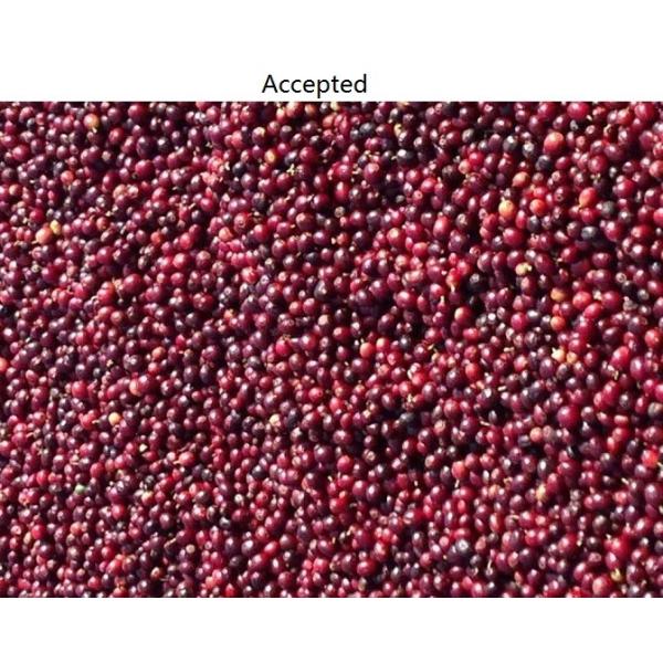 5400 Pixel CCD Image Coffee Color Sorter