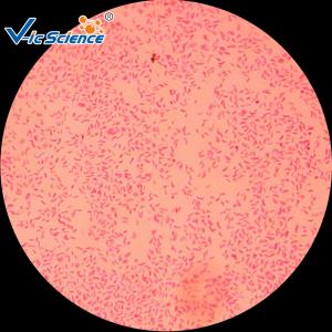  Commercial Custom Microscope Slides 25pcs VIC29 Thin Glass Slides Manufactures