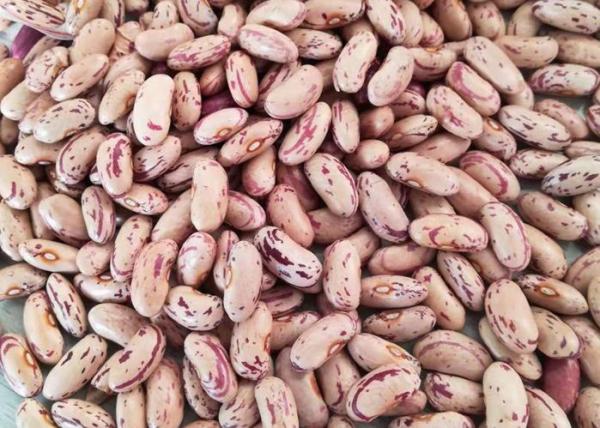Light Speckled Dried Kidney Bean To Yemen dried Pinto Beans