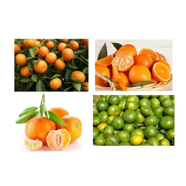 20T/H Citrus And Orange Juice Processing Line CFM-A-02-312-312