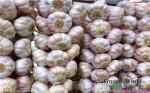 2016 China New Fresh Garlic Normal or Pure White Exporting to Chittakong,