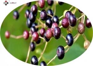 China 25% Anthocyanins CAS 84603 58 7 Elderberry Extract For Colds on sale