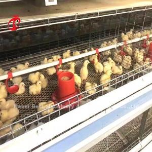 China 96 Birds A Type 1-12 Weeks Chick Brooder Cage In Chicken Farm Doris on sale