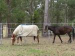 Horse Arenas 30 METER Heavy Duty 6 Oval Rail - Cattle Yard Victoria