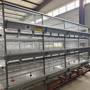 China U Shaped Galvanized Broiler Poultry Farming Equipment 60-192 Birds Capacity on sale
