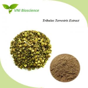  Natural Herbal Extract Plant Powder Tribulus Terrestris Extract Manufactures
